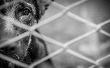 29.10.2018_CFMV-aprova_resolução_define_maus-tratos_animais_orienta_profissionais_Parte1_AdobeStock-1024x683